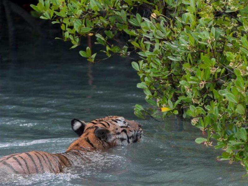 Sundarbans-Land of the Royal Bengal Tiger