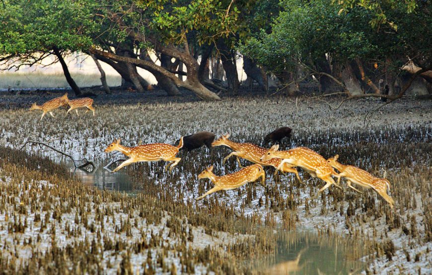 Sundarbans-Land of the Royal Bengal Tiger