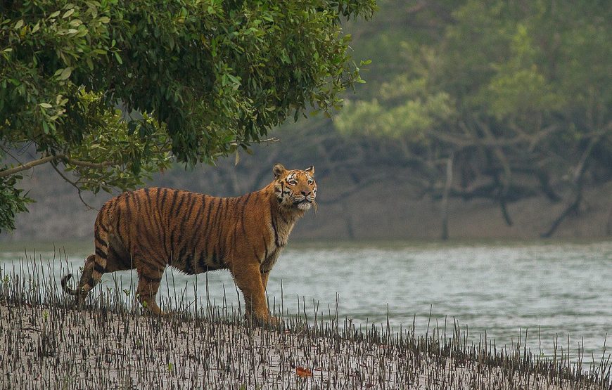 Sundarbans – World Largest Mangrove Forest