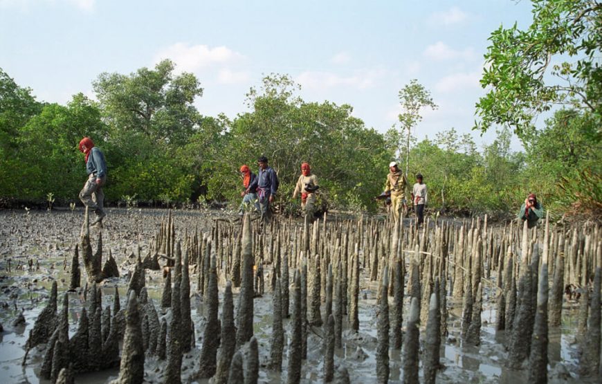 Sundarbans – World Largest Mangrove Forest
