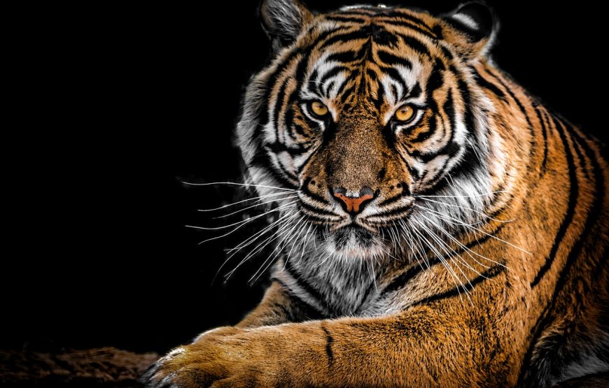Sundarbans – Land of Royal Bengal Tigers